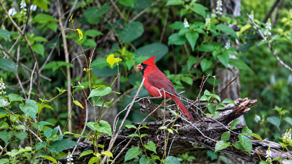 Cardenal de plumaje rojo intenso, copete pronunciado y máscara negra, posado sobre una rama entre vegetación verde