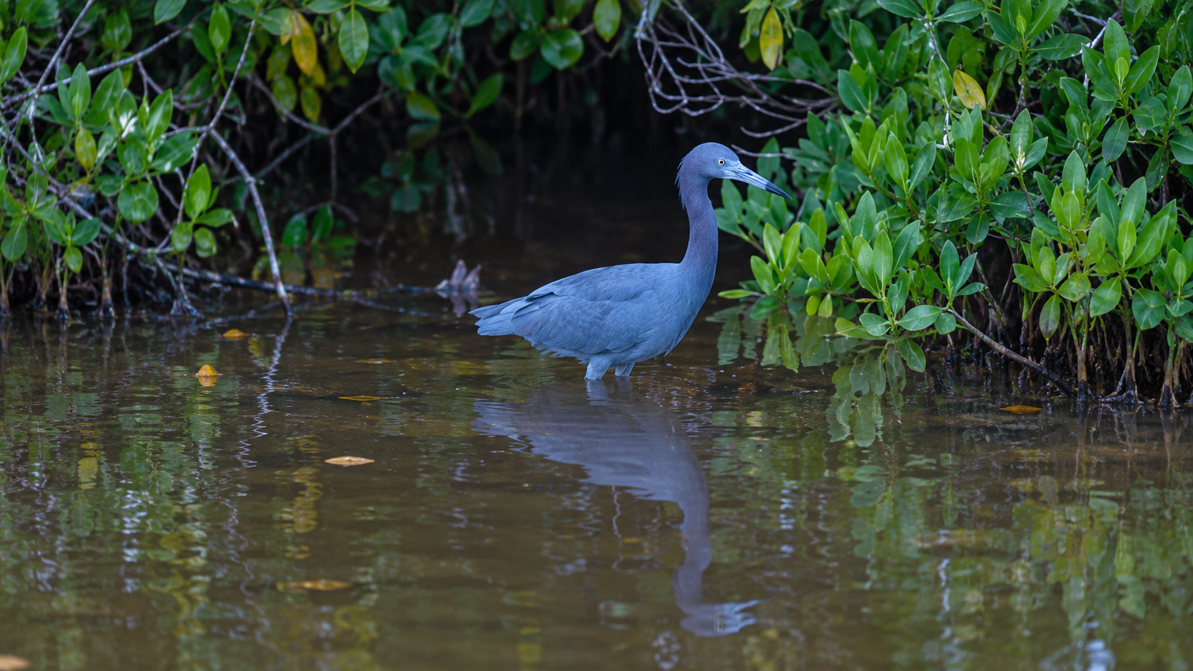 Garza de plumaje azul entre manglares, de pie sobre aguas poco profundas donde se refleja su silueta
