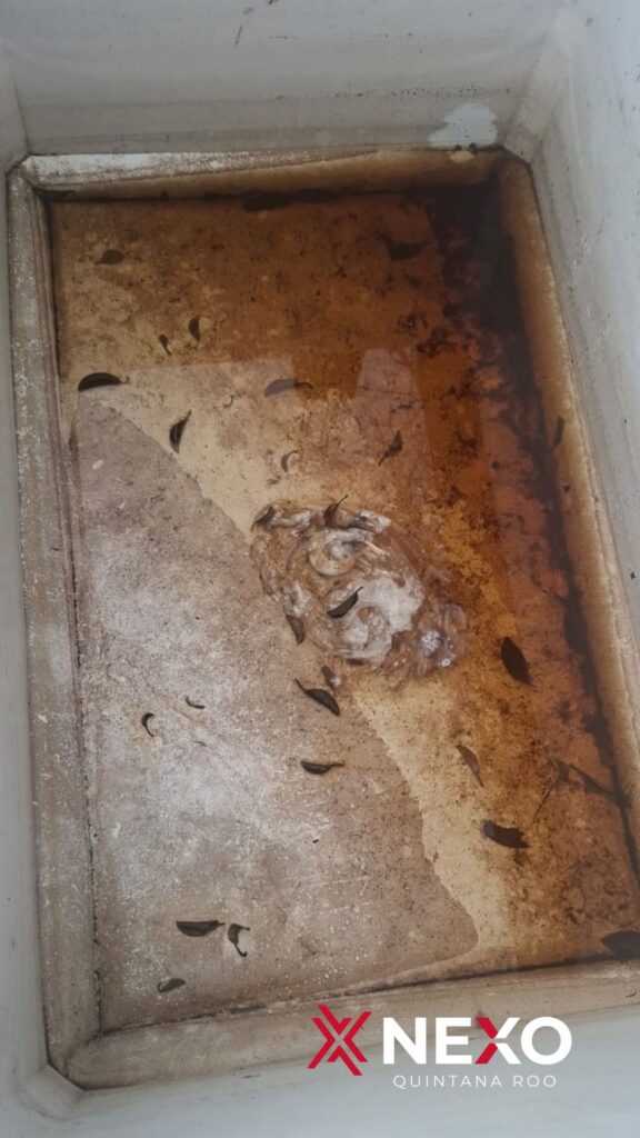 Agua acumulada en un recipiente que puede convertirse en criadero de mosquitos