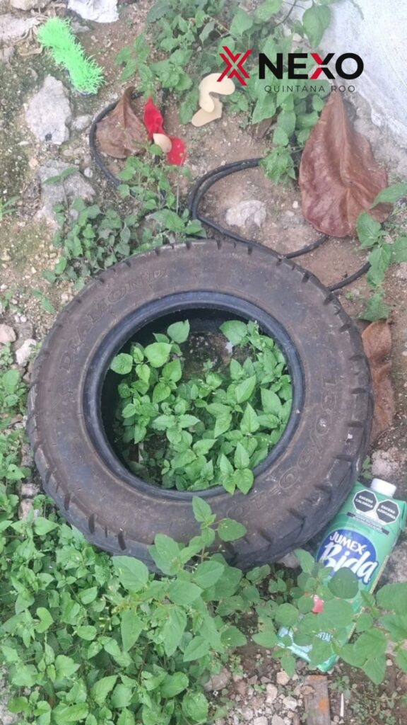 Llanta con agua acumulada que puede funcionar como criadero del mosquito Aedes aegypti