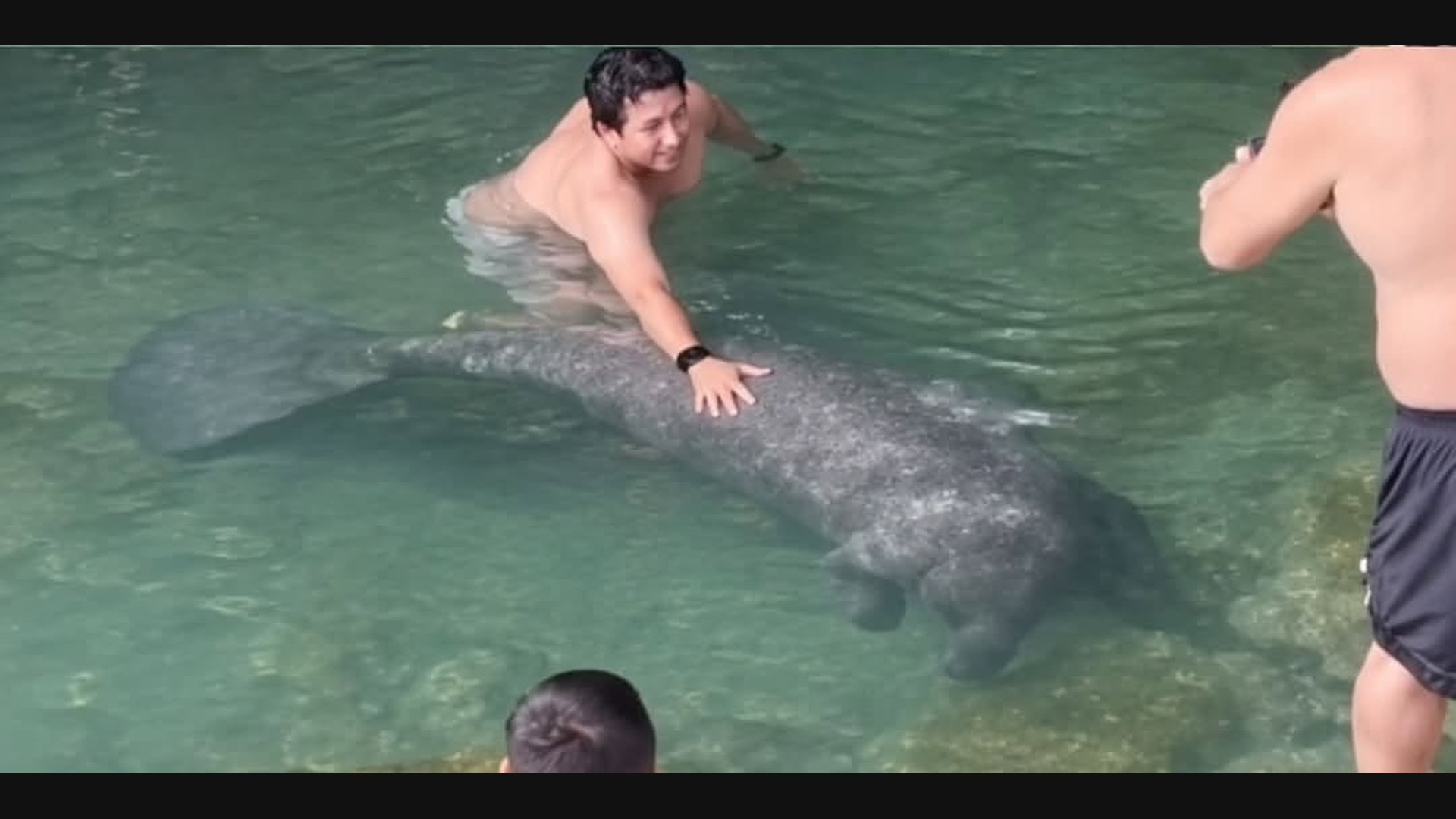 Visitante toca a un manatí protegido mientras nada en aguas de Raudales
