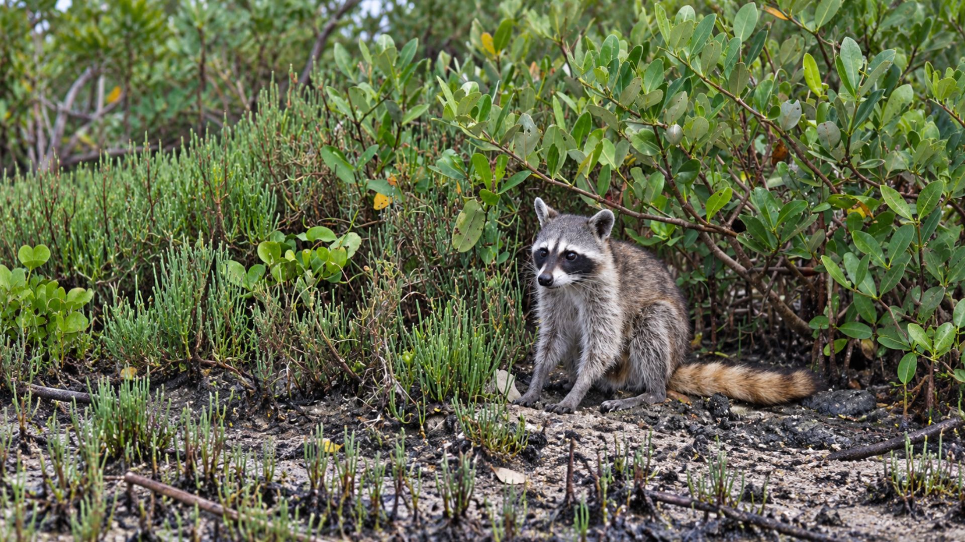 Los mapaches figuran entre los animales silvestres afectados por atropellamientos en la Zona Hotelera Sur de Cozumel, donde Ecología pide respetar los límites de velocidad.