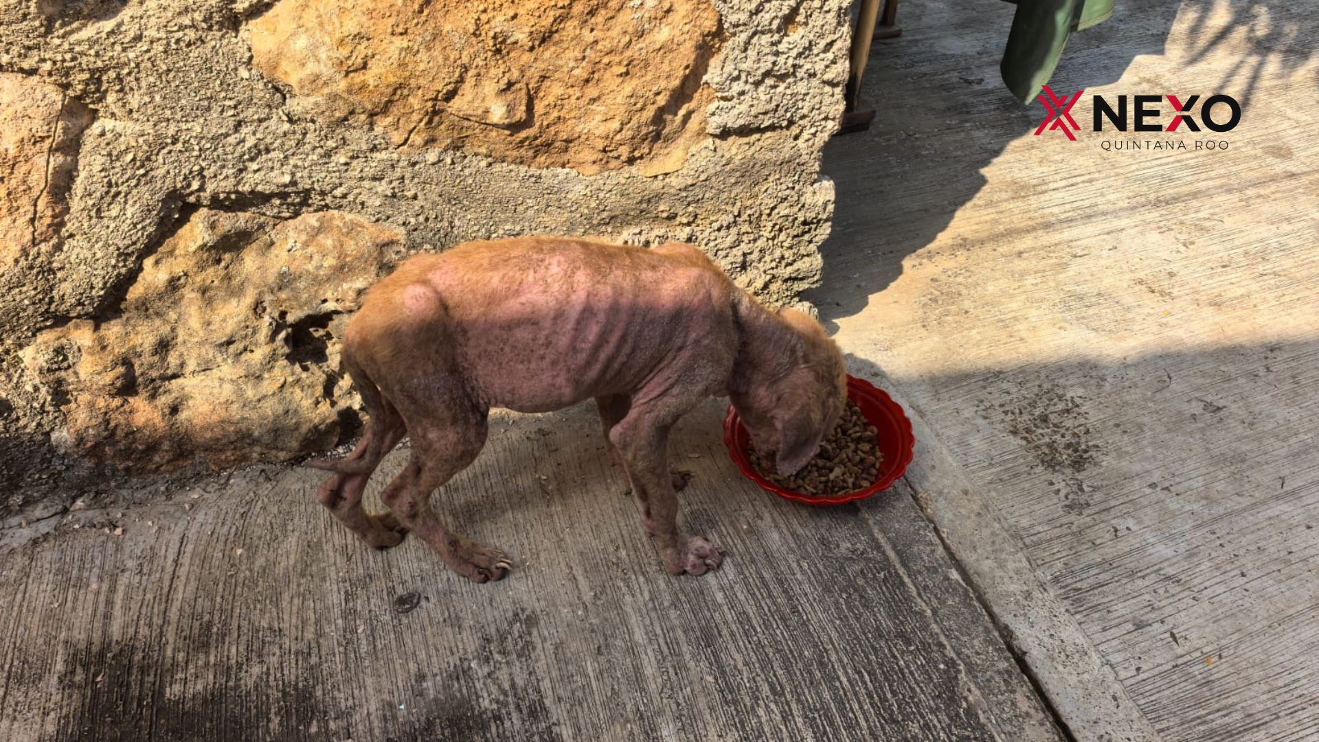 Uno de los perros afectados recibe alimento gracias a las donaciones conseguidas por rescatistas. Los animales todavía necesitan valoración médica y un lugar seguro.