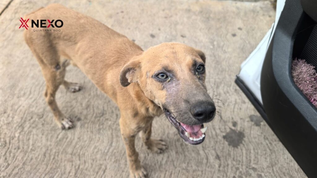 Los rescatistas temen que los perros de San Francisco vuelvan a quedarse sin alimento cuando se retire la persona que actualmente los ayuda.