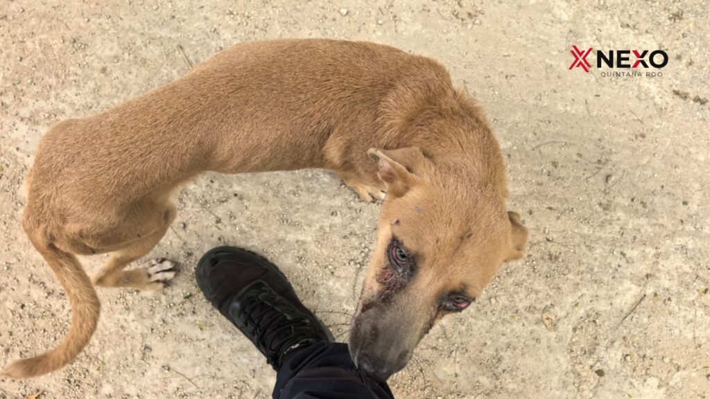 Activistas de Quintana Roo solicitan apoyo para rescatar a aproximadamente siete perros de la comunidad de San Francisco, cuatro de ellos especialmente afectados.