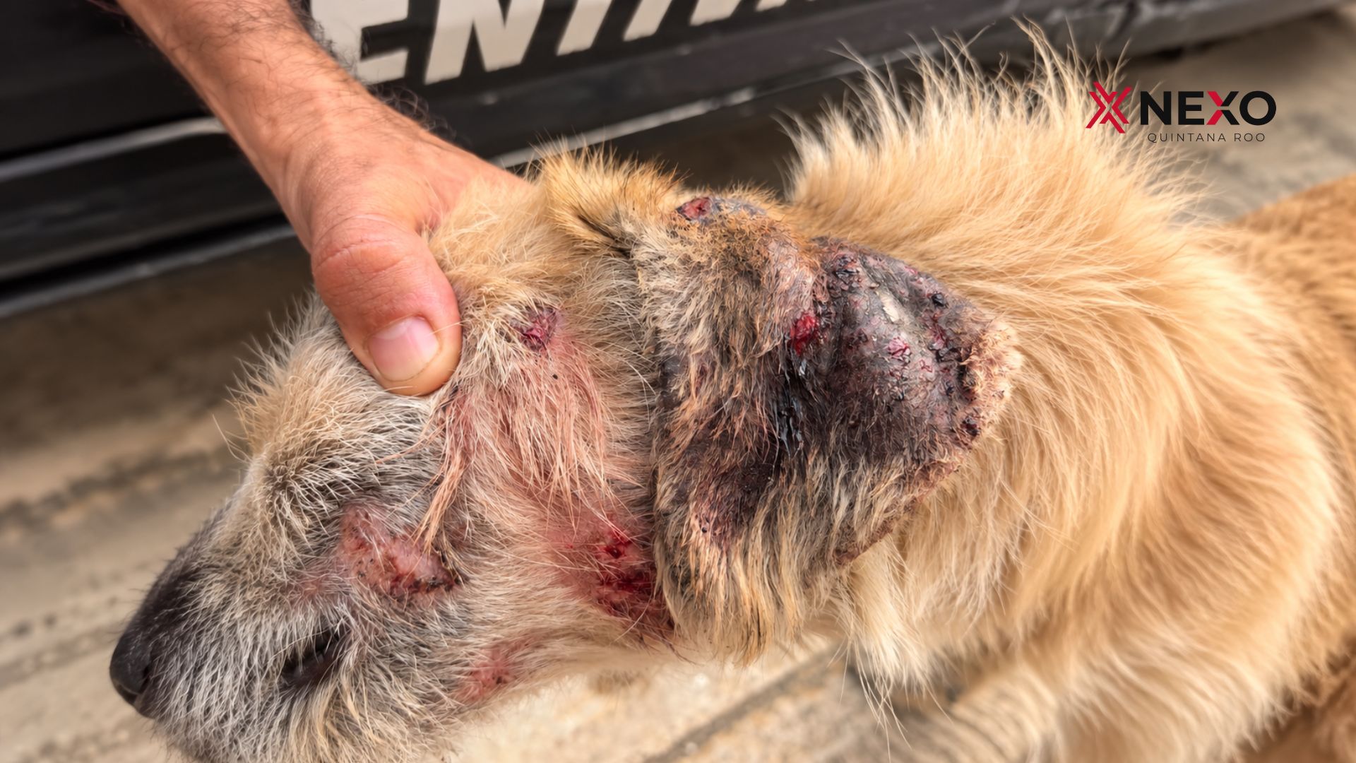 Uno de los perros encontrados en San Francisco presenta lesiones visibles en la cabeza y pérdida de pelaje. Activistas solicitan atención veterinaria urgente.