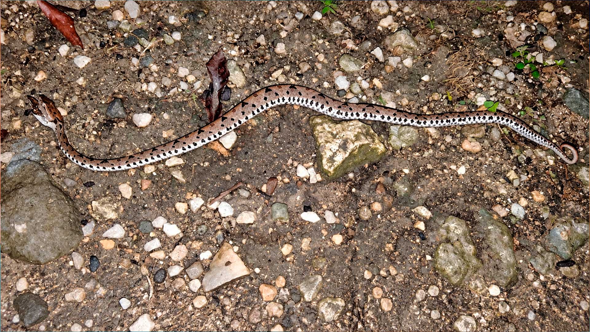 La serpiente conocida como cuatro narices es señalada en el reporte de la mordedura sufrida por una niña en Río Verde, Bacalar. Su veneno puede provocar complicaciones graves que requieren atención hospitalaria inmediata.