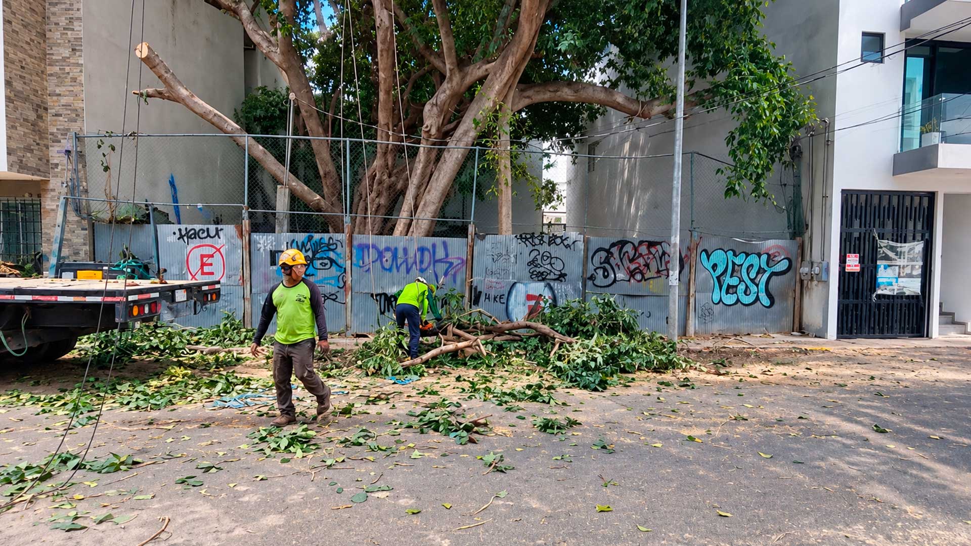 Trabajadores realizan labores alrededor del álamo de Zazil-Ha, mientras vecinos cuestionan la decisión de retirarlo de su ubicación actual por presuntos problemas de anclaje.